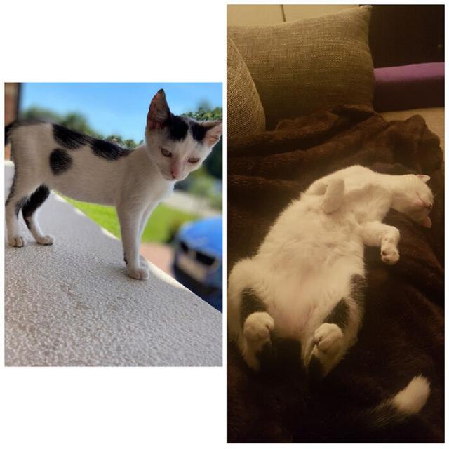 perbandingan hewan setelah dirawat manusia