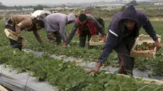 Petani Palestina memetik stroberi di kebun keluarga mereka, di Beit Lahiya, Jalur Gaza utara, Selasa (28/12/2021). Tidak semua tanah di Gaza bagus untuk ditanami stroberi, hanya di wilayah utara saja yang bagus untuk ditanami buah dan sayur. (AP Photo/Adel Hana)