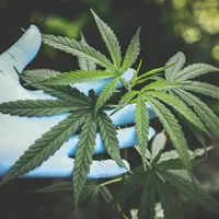 Sudah melakukan kajian, regulasi yang mengatur pelaksanaan riset ganja untuk kebutuhan medis sebentar lagi keluar. (Pexels/aphiwat chuangchoem).