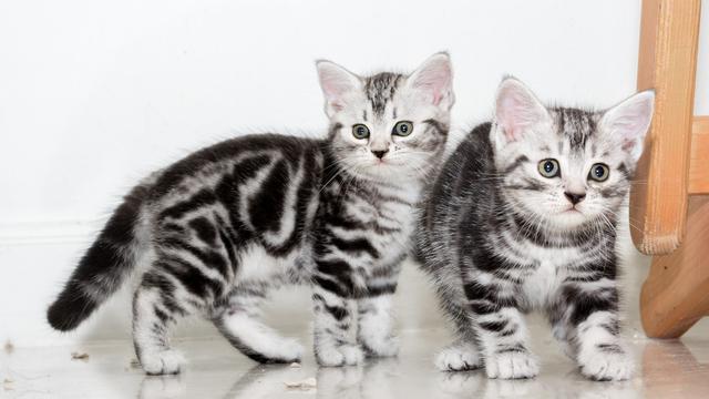 Kucing-Kucing Imut dan Bikin Gemes