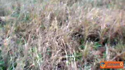 Kekeringan, Sawah Warga Purworejo Ditanami Palawija