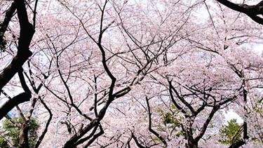 12 Foto Bunga Sakura Paling Cantik Dan Romantis Di Jepang