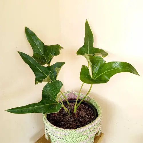 money tree coeur d'alene idaho Money Tree 'Guiana Chestnut' Pachira Braid