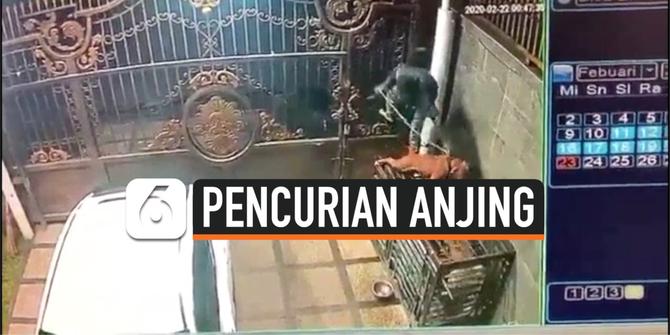 VIDEO: Viral, Rekaman Pencurian Anjing Pitbull di Bandung