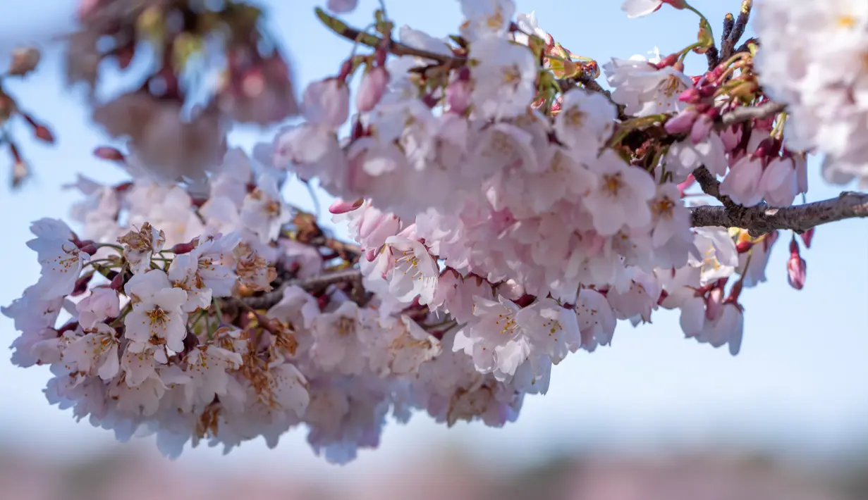 Menurut National Park Service, puncak mekar bunga sakura ini adalah momen ketika 70 persen bunga di tersebut mekar secara bersamaan. (AP Photo/Jacquelyn Martin)