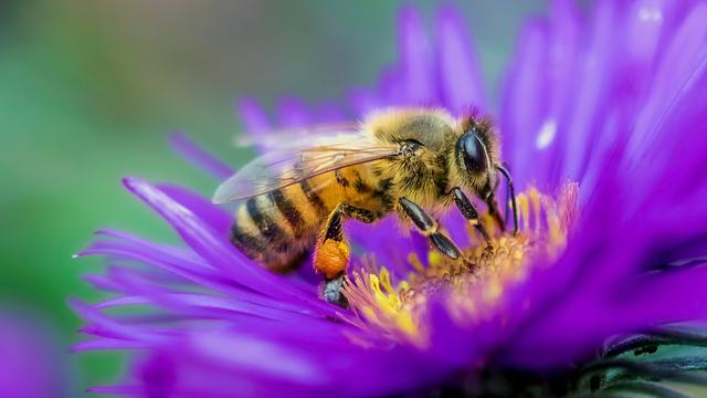 Bee