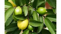 5 Manfaat Daun Jambu Untuk Kecantikan