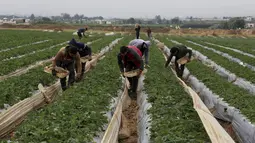 Petani Palestina memetik stroberi di kebun keluarga mereka, di Beit Lahiya, Jalur Gaza utara, Selasa (28/12/2021). Bebagai jenis buah dan sayur bisa tumbuh subur di Gaza, salah satunya stroberi. (AP Photo/Adel Hana)