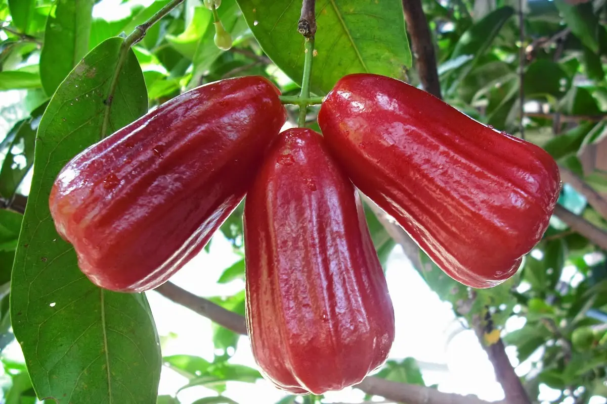 5 Manfaat Jambu Air untuk Kesehatan