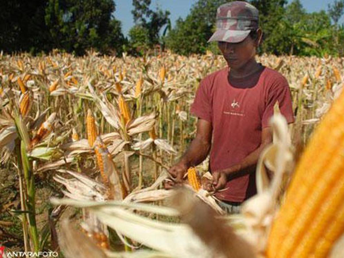 Mahasiswa Uny Sukses Ciptakan Alat Penanam Jagung Canggih - Citizen6  Liputan6.Com
