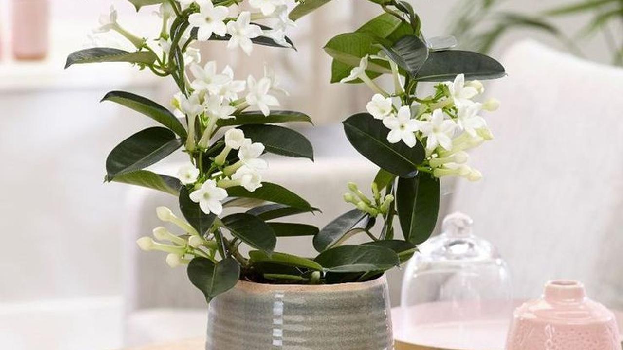 Stephanotis Floribunda<br>