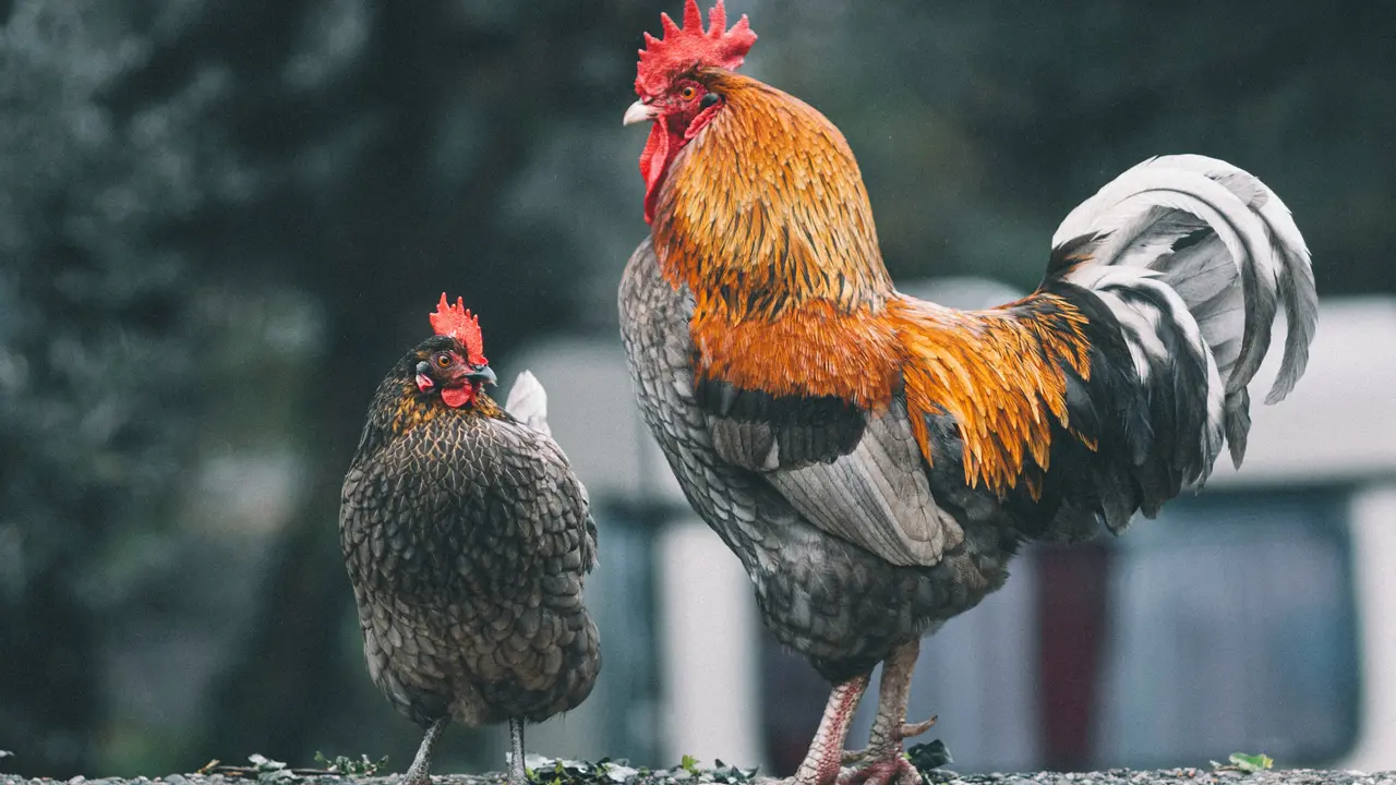 Ilustrasi hewan ayam