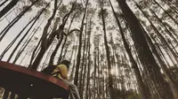 Hutan Pinus Mangunan Yogyakarta (dok.Instagram@qori031193/https://www.instagram.com/p/BthO_JvgTSN//Devita