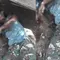 Viral Korban Harimau di Lampung, TNBBS Ungkap Faktanya