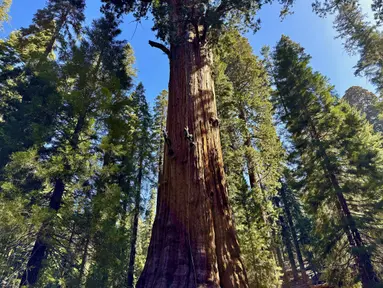 Para peneliti memanjat General Sherman, pohon sequoia raksasa, di Taman Nasional Sequoia, California, Amerika Serikat, pada 21 Mei 2024. (AP Photo/Terry Chea)