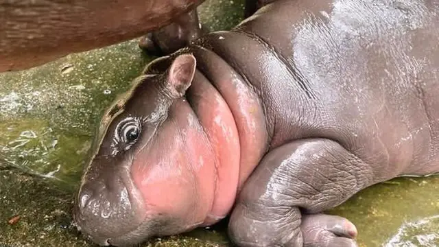 Ilustrasi seekor bayi kuda nil Moo Deng