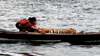 Dokter Yanti, Medik Veteriner atau dokter hewan di BKSDA Bengkulu, harus berkutat melakukan penyelamatan Harimau yang terus diburu oleh tangan rakus manusia (Liputan6.com/Yuliardi Hardjo)