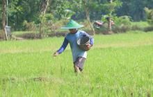 Fakta Menarik Stok Pupuk Bersubsidi Ponorogo: Aman Hingga 2025, Kuota Tersedia 40 Persen!