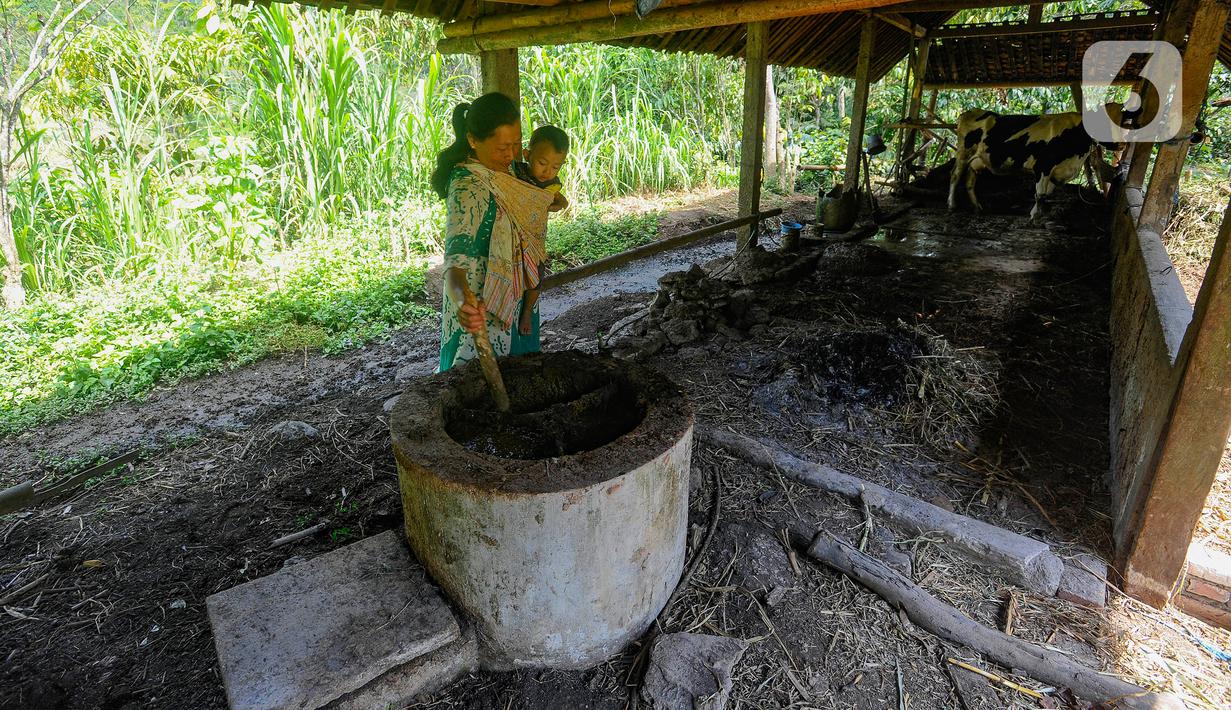 Warga menggendong bayi saat mengolah kotoran sapi perah menjadi biogas di Desa Dompyong, Trenggalek, Jawa Timur, Minggu (3/9/2023). (merdeka.com/Arie Basuki)
