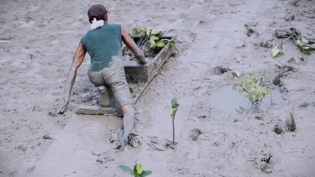 Mangrove