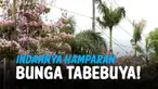 THUMBNAIL TABEBUYA