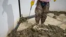 Pawang ular Travis Gardner berada di dalam kolam berinteraksi dengan ular derik saat acara Swingter Rattlesnake Sweetwater di Nolan County Coliseum (10/3). Perhelatan tahunan ini biasa dimulai dengan perburuan ular derik. (AFP/Loren Elliot)