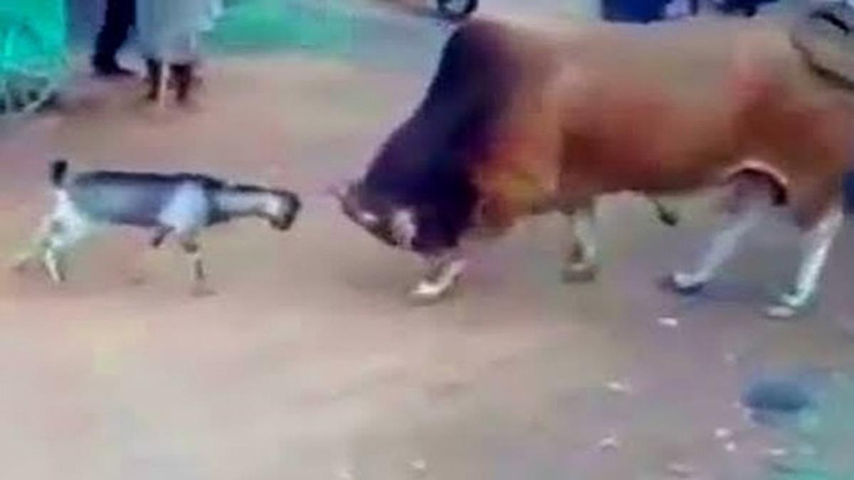 Seru Duel Kambing Vs Sapi, Siapa Bakal Kebanting?