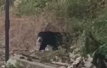 Beruang Madu Keluar Hutan, Acak-Acak Kebun Warga di Lubuklinggau