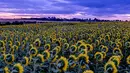 Seperti yang terdapat di sebuah ladang bunga matahari di Jerman ini. (AP Photo/Michael Probst)