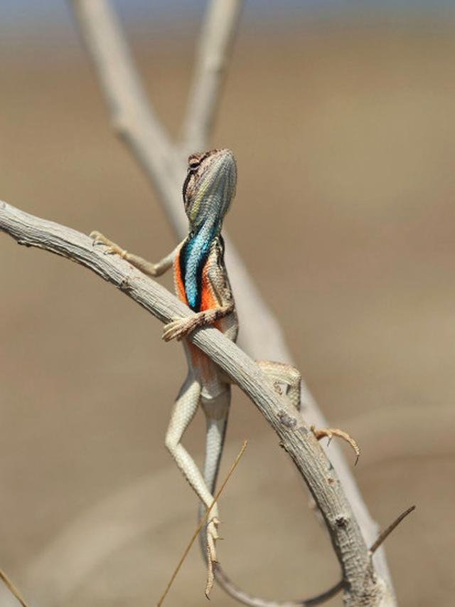 6 Kelakuan Lucu Hewan Ini Bak Tirukan Manusia, Ada yang Lagi Gibah