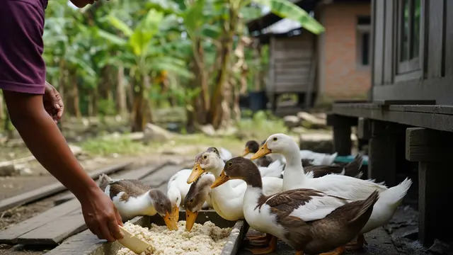 Ampas Tahu untuk Pakan Ternak Bebek Pedaging/Gemini AI