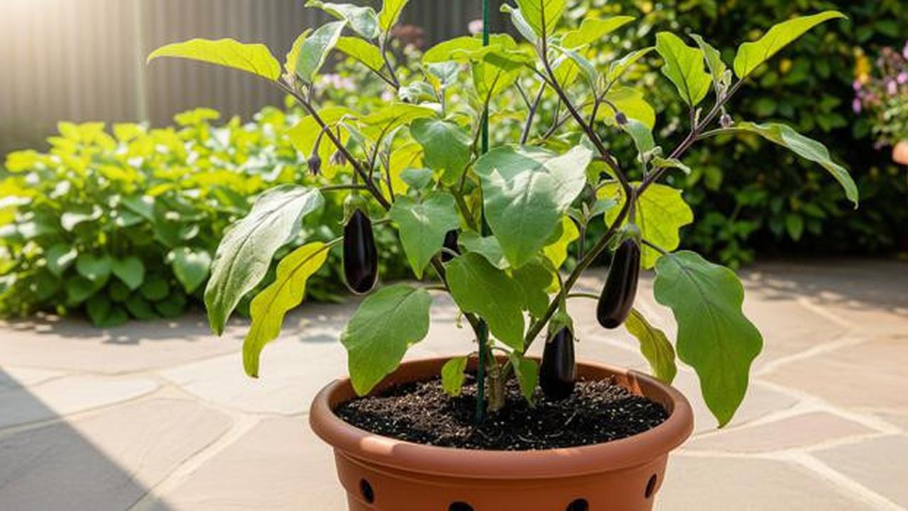 Cara Tanam Terong di Pot yang Bisa Dipanen Berkali-kali, Solusi Lahan Sempit di Pekarangan