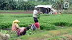 Petani sedang memanen sayuran segar berbagai jenis seperti Kangkung, Sawi dan bayem di Kelurahan Batusari,  Batuceper, Kota Tangerang,  Banten, Selasa (22/12/2020). Permintaan sayur mayur segar di pasar induk Tangerang dan Jakarta meningkat jelang Natal dan tahun baru 2021. (merdeka.com/Dwi Narwoko)