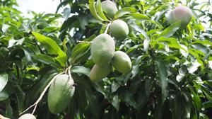 Tips Memanen Mangga agar Tidak Mudah Busuk, Rahasia Menjaga Kualitas Buah