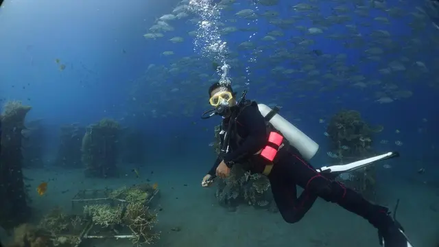 Seorang Pria Sedang Diving di Bangsring Underwater