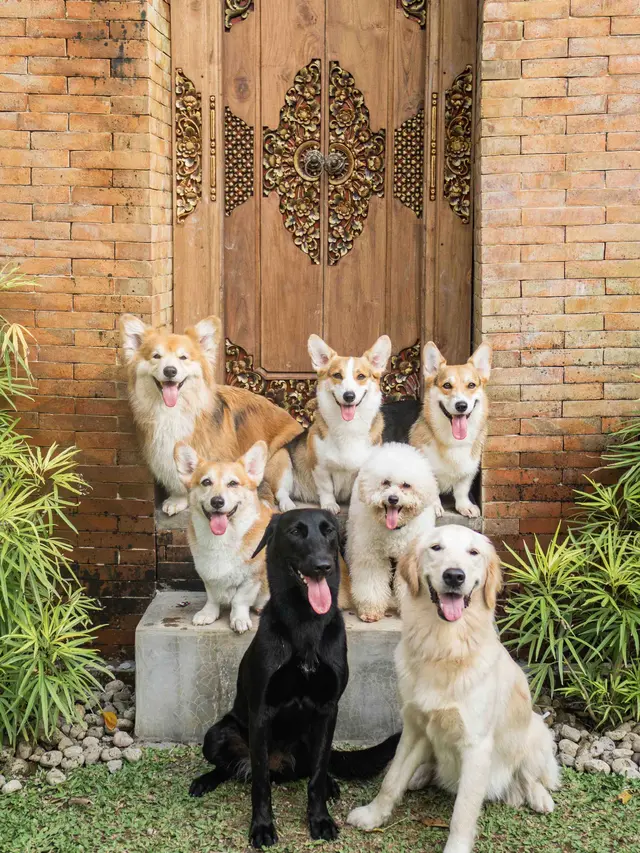 Ilustrasi suasana penginapan dog friendly