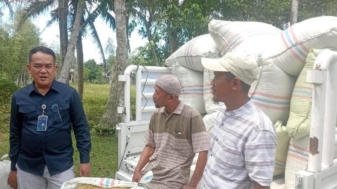 Trivia: Harga Gabah Petani Sumut Naik! Bulog Sumut Gencarkan Penyerapan Gabah Perkuat Cadangan Beras Nasional
