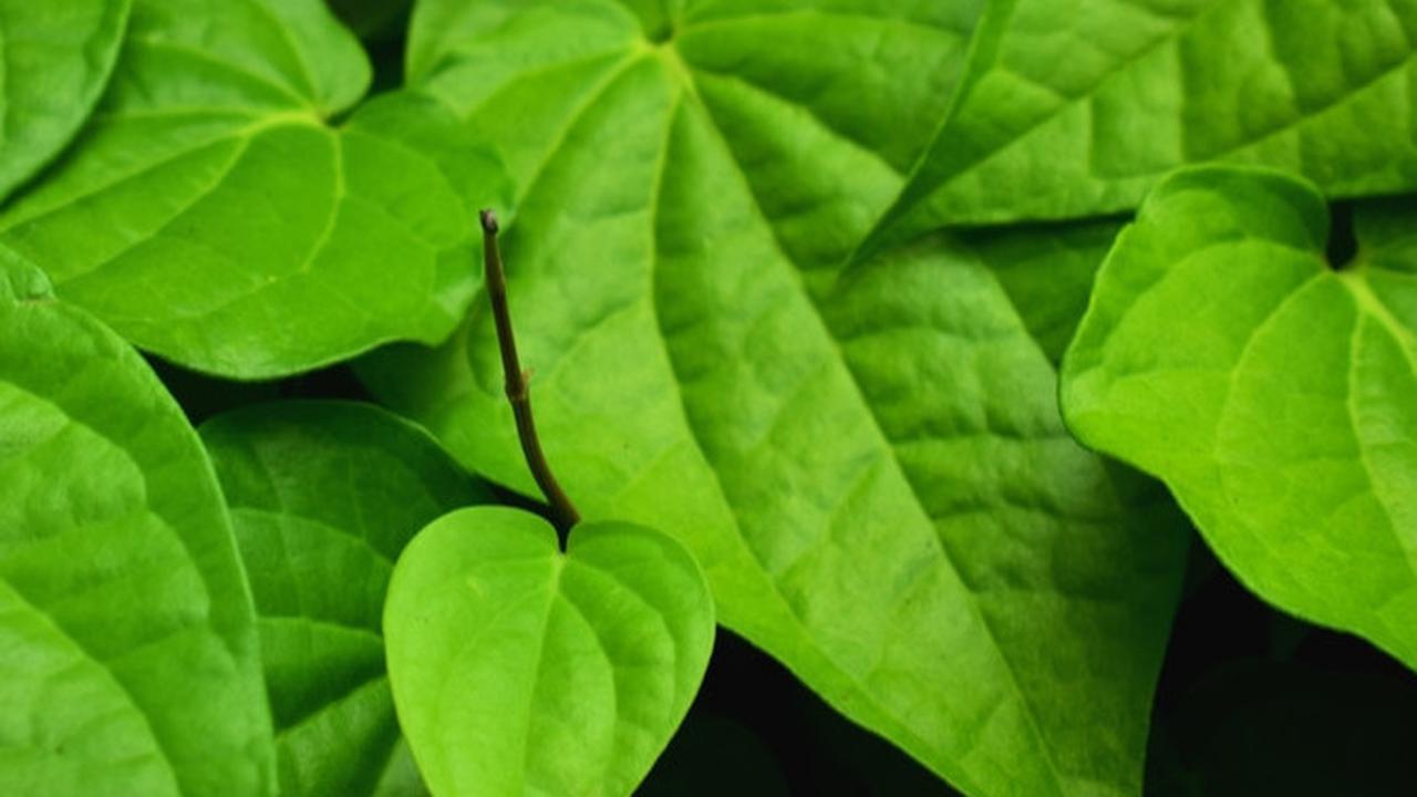 Daun Sirih