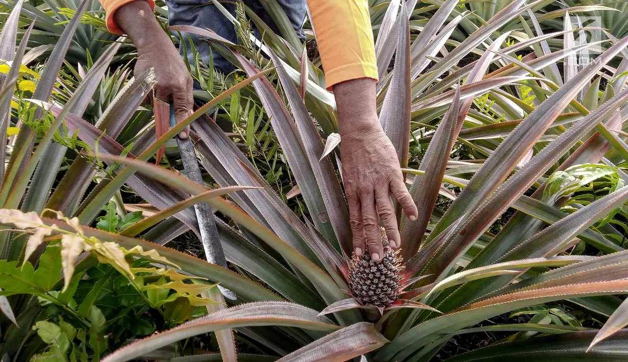 Petani yang tergabung Masyarakat Peduli Api bersama Komunitas Tani Tunas Makmur memetik nanas di Sei Pakning, Bengkalis, Riau, Rabu (11/9/2019). Perkebunan yang dikelola masyarakat dibangun Pertamina RU II Production Sei Pakning dengan pola kemitraan dan pembinaan. (Liputan6.com/Faizal Fanani)