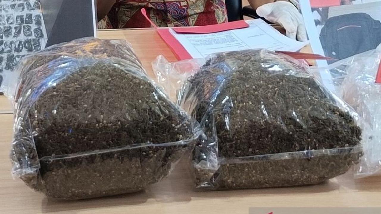Polisi Jayapura Tangkap Pengedar Ganja Warga PNG, Sita 1,6 Kg Narkotika