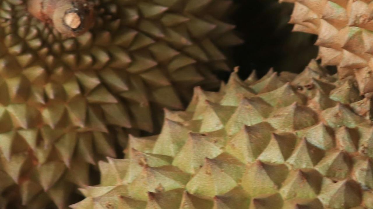 Apakah Durian Boleh Dikonsumsi Ibu Hamil?