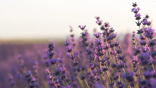 Bunga Lavender (Foto: Freepik)