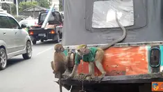 Citizen6, Jakarta: Dua ekor monyet menaiki bajaj di bumper, sedang pemiliknya berada di jok penumpang. Pemandangan ini terlihat saat bajaj melintas di Jalan Satrio, Januari silam. (Pengirim: Sunyoto)
