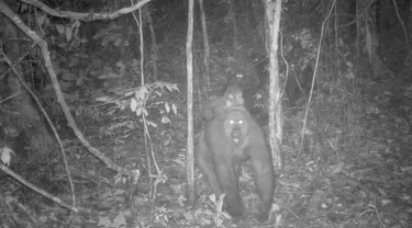 Foto yang diambil oleh jebakan kamera menunjukkan sekelompok gorila Cross River di Pegunungan Mbe di Nigeria pada 27 Mei 2020. Dalam perburuan yang langka, konservasionis telah menangkap gambar baru gorila paling langka di dunia dengan beberapa bayinya. (WCS Nigeria via AP)
