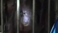 Orangutan Ditemukan Terikat dan Terluka di Kutai