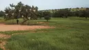 Kambing pemanjat pohon memakan Argania Spinosa, yang dikenal sebagai pohon Argan, di Essaouira, Maroko, Rabu (4/4). Layaknya monyet, kawanan kambing ini sanggup menjaga keseimbangan di pucuk pohon, hanya demi menyantap buah Argan. (AP/Mosa'ab Elshamy)