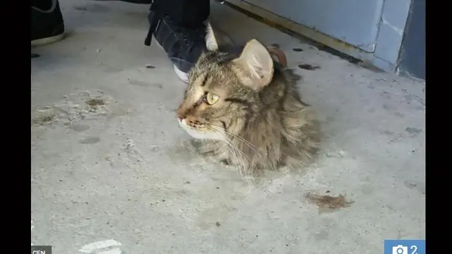6 Potret Kucing Disebut Jadi Tumbal Proyek Ini Ekpresinya Bikin Kasihan