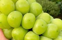 Shine Muscat: Si Manis Penyehat yang Kaya Manfaat