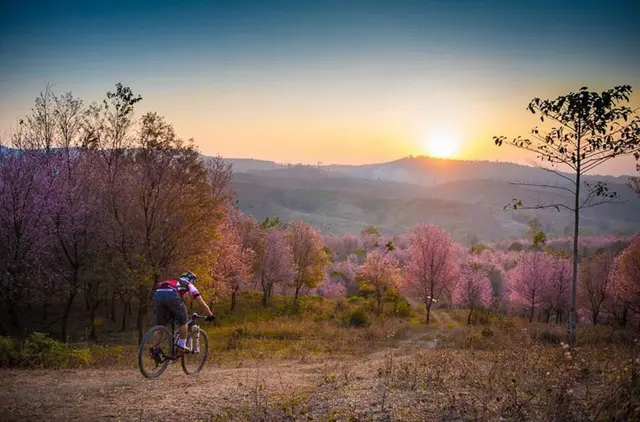 2. Bunga Sakura Thailand Mekar Januari - Februari