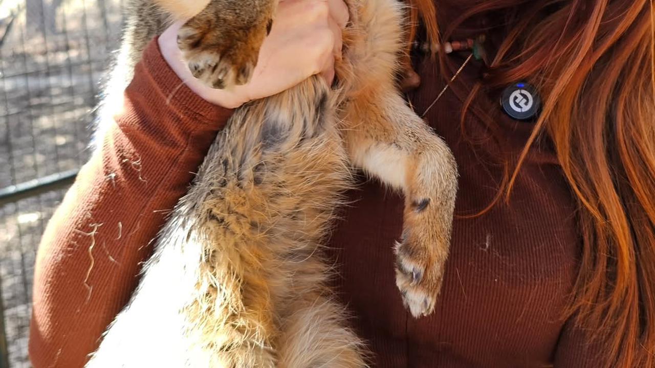 Mikayla Raines Death: What Really Happened to the SaveAFox Founder?